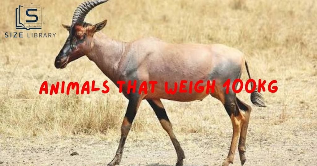 Animals That Weigh 100kg