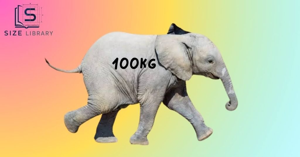 How Heavy Is 100kg